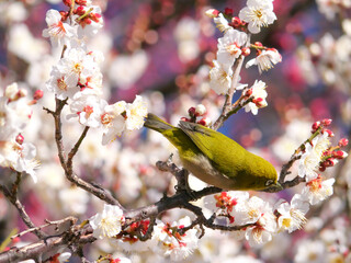 日本、冬、梅の蜜を探すメジロ