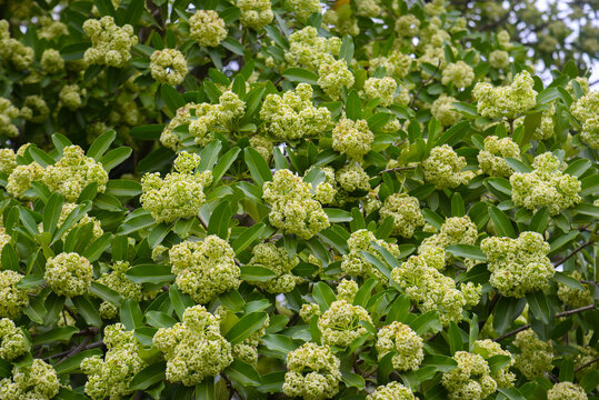 Creamy Alstonia scholaris flower clusters on a leafy tree in Vietnam, captured outdoors with natural greenery for tropical botany and urban nature themes.
