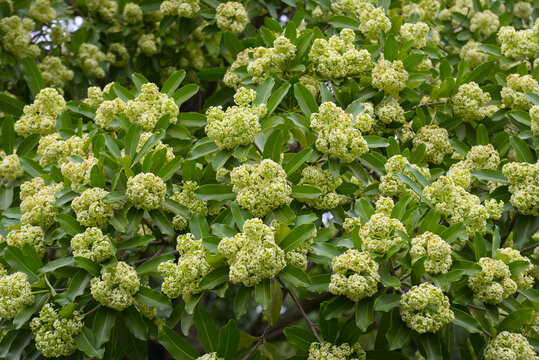 Dense clusters of fragrant devil tree blossoms (Alstonia scholaris, Apocynaceae) filling the frame, creamy green flowers and buds on glossy foliage, photographed in Vietnam.