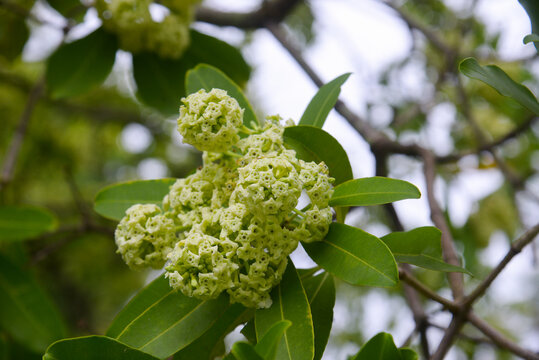 Flowering Alstonia scholaris tree captured in Vietnam, with clustered creamy blossoms and fresh green leaves for nature, urban tree, and botanical concepts.