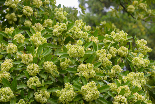 Dense clusters of fragrant devil tree blossoms (Alstonia scholaris, Apocynaceae) filling the frame, creamy green flowers and buds on glossy foliage, photographed in Vietnam.
