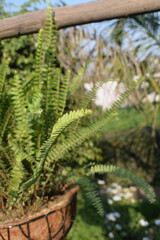 Beautiful multicolour fresh flowers shown at Noida Flower show held at Delhi NCR every year, Fresh flowers and green natural herbs at annual flower show