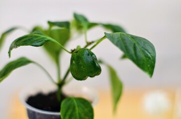 A high-quality shot of a vibrant, glossy bell pepper (Capsicum annuum) with a firm green stem, showcasing its smooth texture and rich color