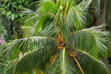top view of a coconut palm tree with yellow fruits in a tropical garden