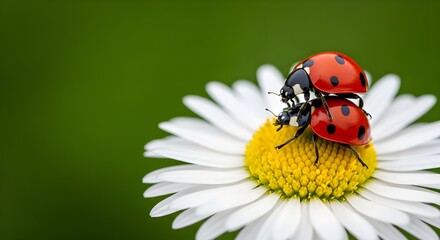 Fototapeta premium Two Ladybugs Mating on a White Daisy Flower