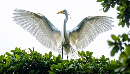 A great egret with outstretched wings atop a lush green bush, bathed in sunlight