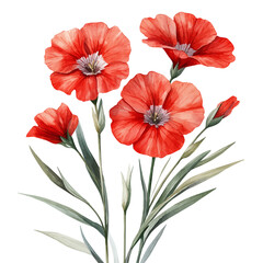 Obraz premium Lychnis Flower, detailed watercolor painting, isolated on a white background.