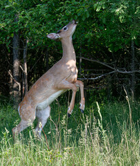 White-tailed deer buck in the early morning light with velvet antlers feeding on leaves in summer in Canada