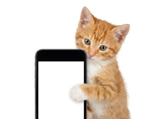 A cute, fluffy ginger kitten with wide, curious eyes and a pink nose peeks out from behind a black smartphone, against a plain white background.
