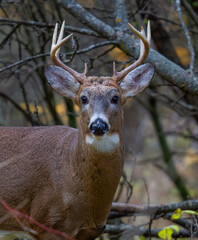 White-tailed deer buck closeup in an autumn meadow in Canada