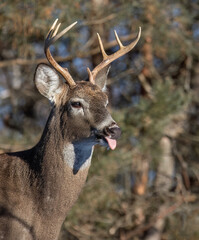 White-tailed deer buck with his tongue sticking out closeup in an autumn meadow in Canada