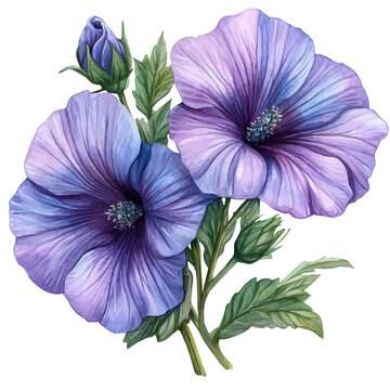 watercolor graphic of Lavatera Flower illustration, isolated on a white background.