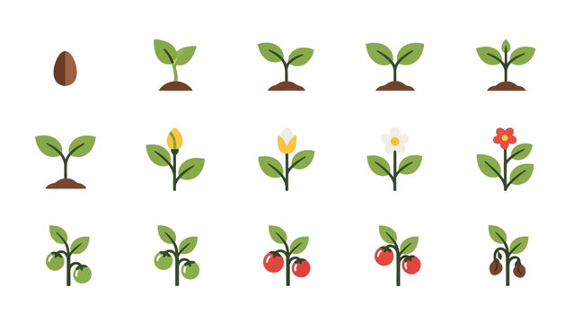 Plant Growth Stages from Seed to Fruit.