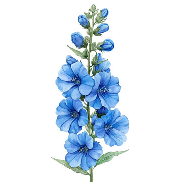 watercolor painting of Larkspur Flower graphic, isolated on a white background.