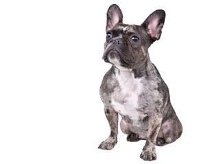 French bulldog sitting isolated on white background looking up
