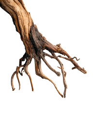 Intricate Natural Roots Showcase with Detailed Textures and Earthy Tones, Highlighting the Beauty of Organic Form on Transparent Background