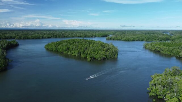 A beautiful aerial view from a boat on the river and the lush mangrove forest. The intertwined network of trees stands tall in the calm water, providing vital habitat and protecting the shoreline.