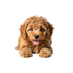 Playful puppy lying down isolated on transparent background