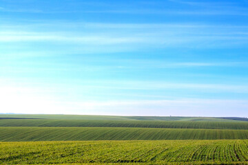 Panoramic landscape of a green field with young winter crop sprouts under a clear blue sky in spring at dawn