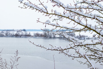 Snow covered tree branches in foreground with winter lake landscape in background