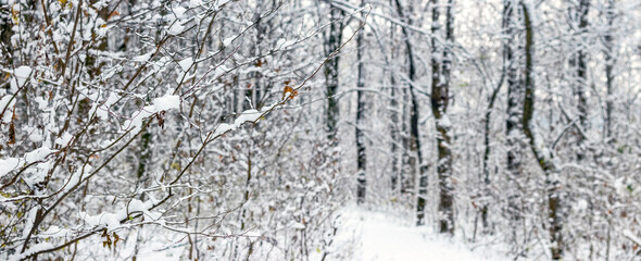 Snow covered winter forest with tree branches covered in snow