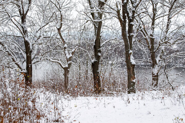 Winter forest landscape with snow-covered trees and dry leaves on slope