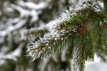 Close up of frost tipped evergreen branch