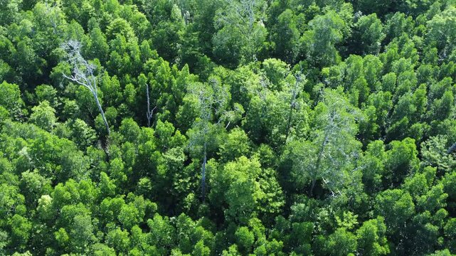 An aerial view looking down at green mangrove trees. A dense mangrove forest on the island of Papua, Indonesia.