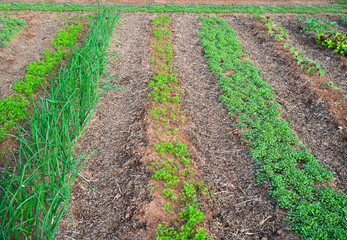 Rows of young vegetable plants in a large home garden. Mulched with seaweed.