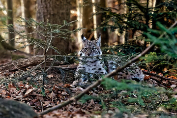 Eye to eye with a Eurasian lynx, seen and photographed in winter in the Bavarian National Park in Germany. © HighDispersion