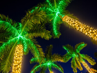 Looking up at the tops of palm trees with white and green christmas lights decorating the palm trees in Venice Florida USA