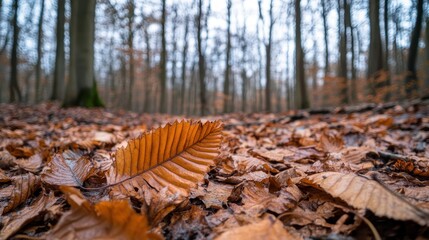 Obraz premium A thick carpet of desiccated leaves covers the forest floor in autumn