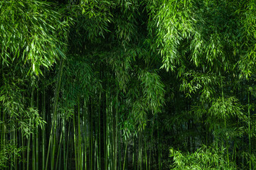 beautiful green bamboo grove, Bamboo grove scenery, environment background