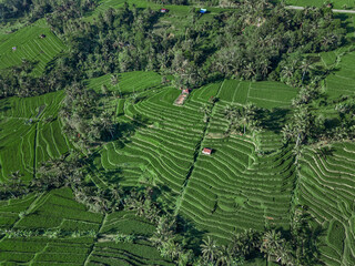 Aerial View Rice Terraces Jatiluwih Bali Sunny Verdant Terraced Slopes With Scattered Huts Narrow Irrigation