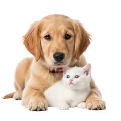 Fototapeta premium Golden retriever puppy and white kitten isolated on transparent background