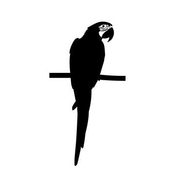 Silhouette of a blue and gold macaw perched on a branch, showcasing its distinctive plumage and long tail feathers.