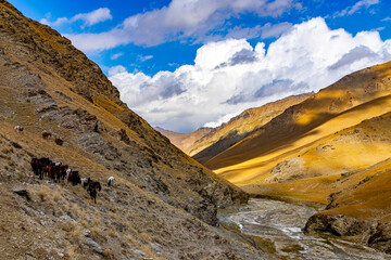 Fototapeta premium Tian Shan mountains glacier and snow summits on a sunny day with blue sky. Kyrgyzstan mountains on the border with China high altitude snow and glacier trek, climbing and alpinism in the wilderness