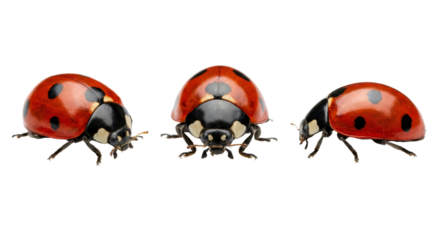 Close-up of three vibrant red ladybugs with black spots on a stark black background isolated