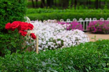 flower bed park square blossom spring season natural plants environment space April scenery