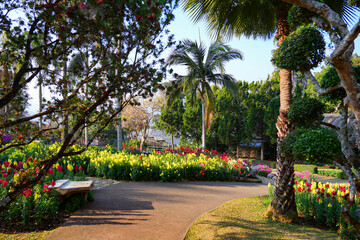 Obraz premium Mae Fah Luang Garden with vibrant floral terraces in Doi Tung near Chiang Rai, Northern Thailand