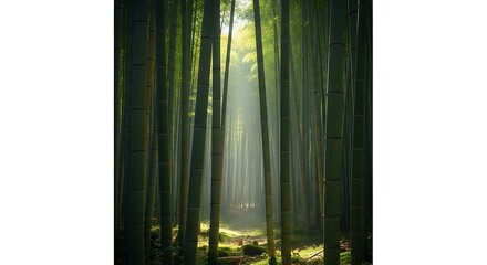 Misty sunlight through dense bamboo forest.