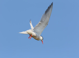 Fototapeta premium Various common terns (Sterna hirundo) filmed in flight while fishing