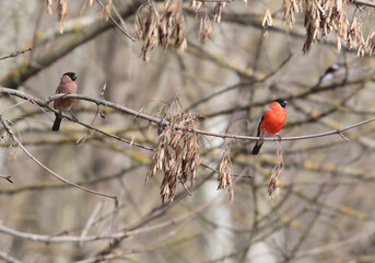 A male and female Eurasian bullfinch (Pyrrhula pyrrhula) are photographed in a long shot perched on a maple branch with dry seeds.