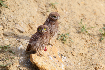 Little owl chicks and adults (Athene noctua) are photographed close-up in various situations and with prey in their beaks.