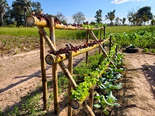 A vegetable garden structure using bamboo.