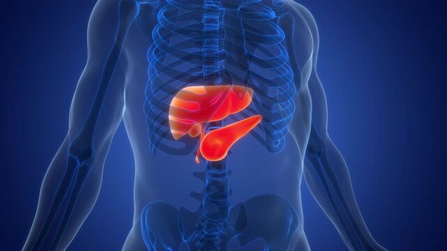 Human Internal Digestive Organ Liver with Pancreas and Gallbladder Anatomy Animation Concept
