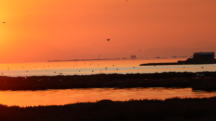 A flock of flamingos standing in shallow water at sunset, with warm colors reflecting on the surface. A serene and picturesque wildlife scene.