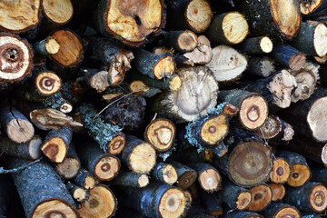 Firewood close-up. Preparing firewood for the winter, preparing for the heating season. tree trunks in nature. many cut tree trunks. Front view. Natural background.