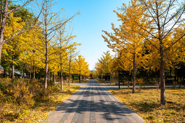 In the park in autumn, the trees are covered with golden yellow leaves