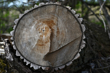 Wooden texture old boards. vertical, vintage boards. Stylish background for presentations and text. Abstract texture of old boards. the wood is destroyed. wood texture. knots, imperfect surface